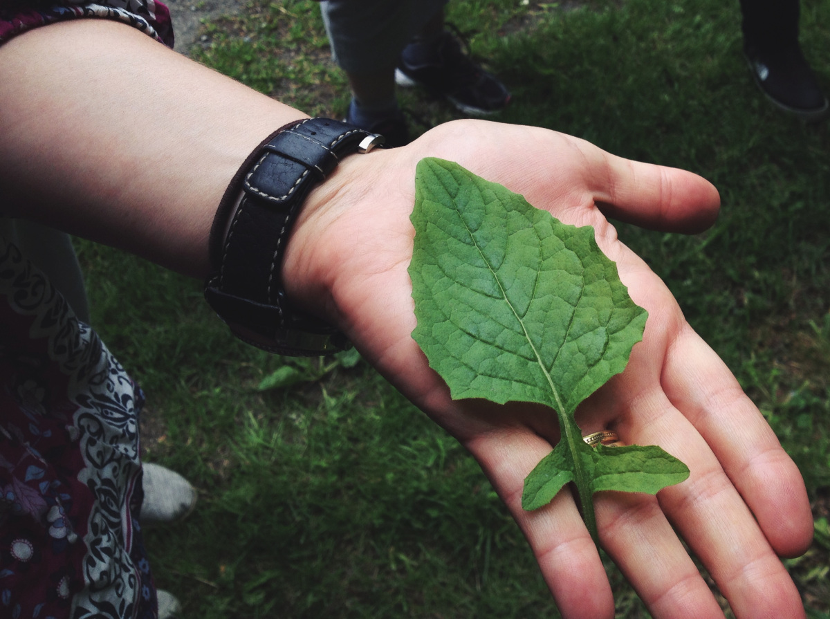 7-nipplewort.jpeg