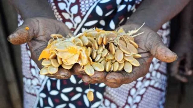 Photo Credit: Slow Food Biodiversity