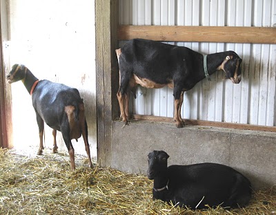 Gothberg Farms Tour and Potluck
