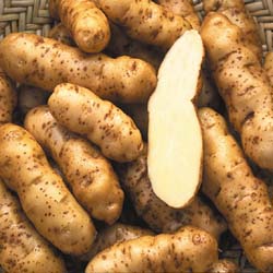 ark-prod-ozette_potatoes.jpeg