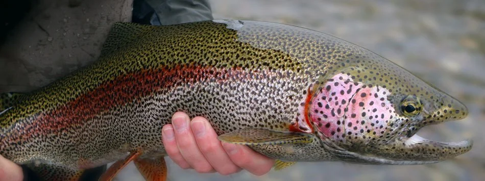 Eat Wild Salmon and Savor Bristol Bay