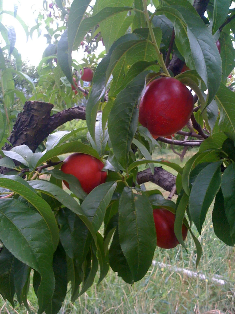 Reflections on Terra Madre and the Quillisascut Farm
