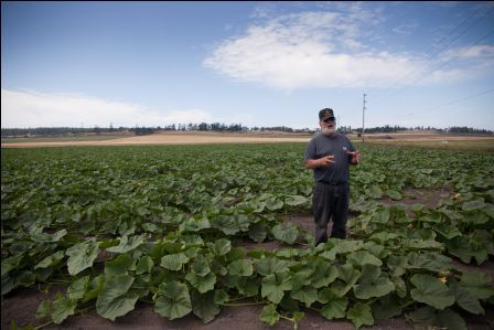 Dale Sherman in his field of Sugar Hubbard squash. Photo: Lara Ferroni