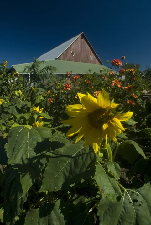 Flowers and Barn at Full Circle Farm, Carnation, WA. Photo: Roddy Scheer
