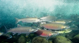 Wild Salmon Returns to Washington’s Coast, Streams and Dinner Plates