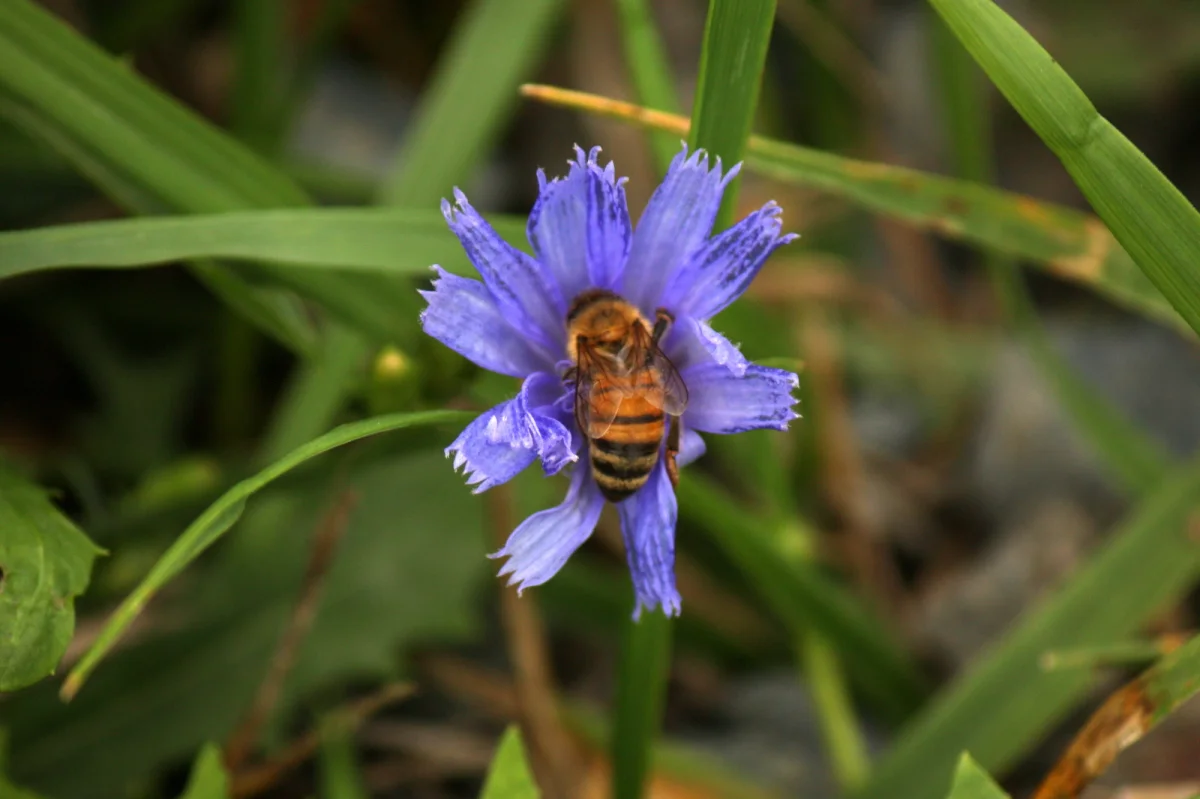 Vanishing of the Bees - Film Screening, July 20th