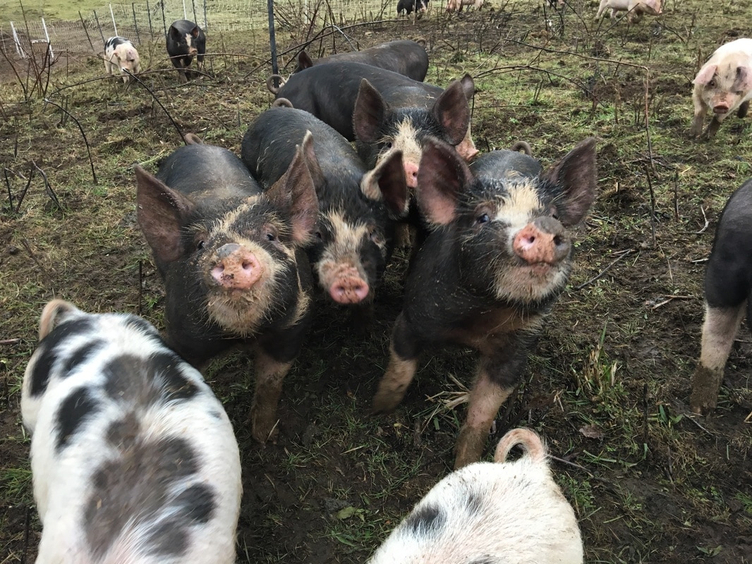 Heritage Pigs / Pachamama Farms
