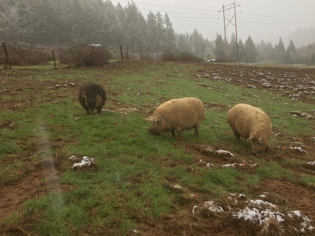 pachamama-farm-pigs.jpg