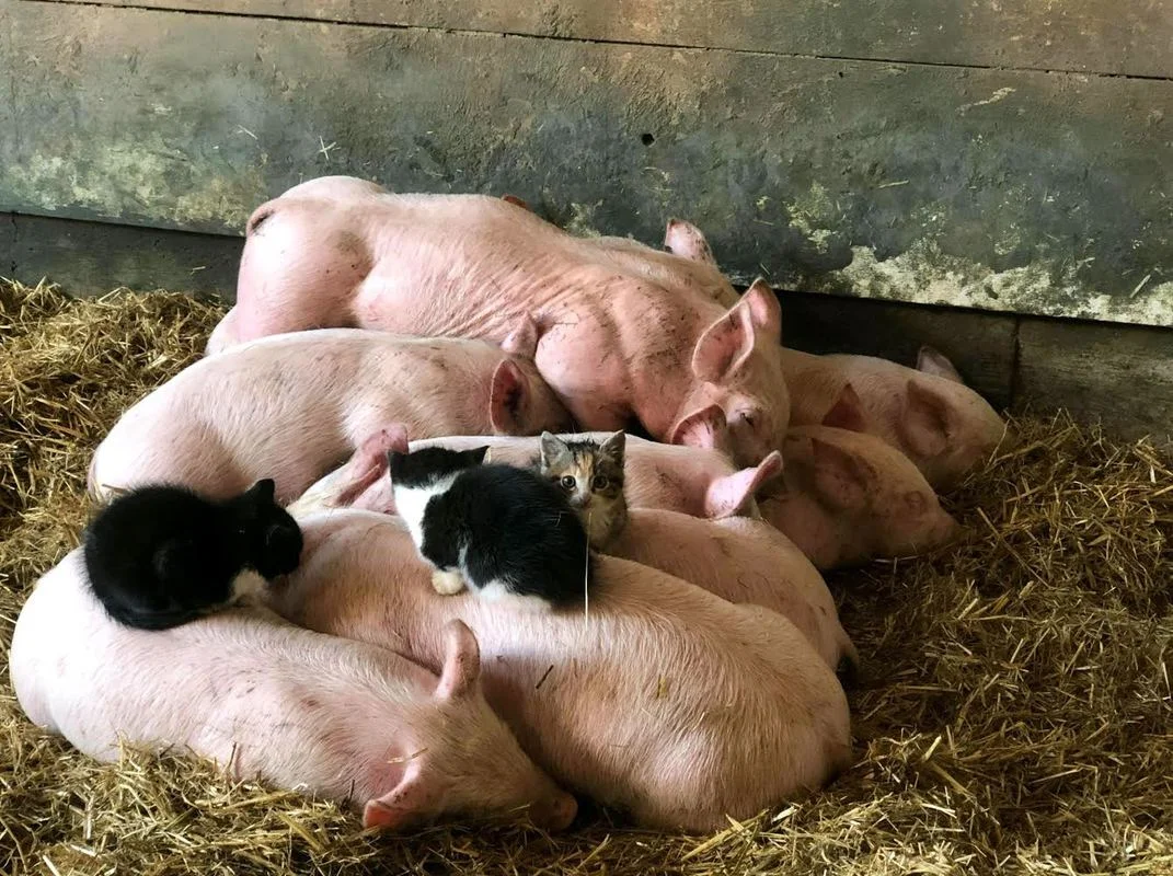Photo courtesy of Pachamama Farm