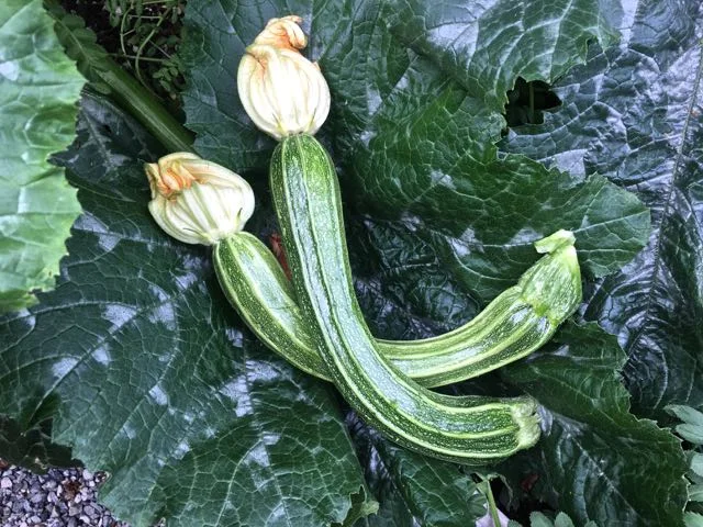 zucchini-leaves.jpg