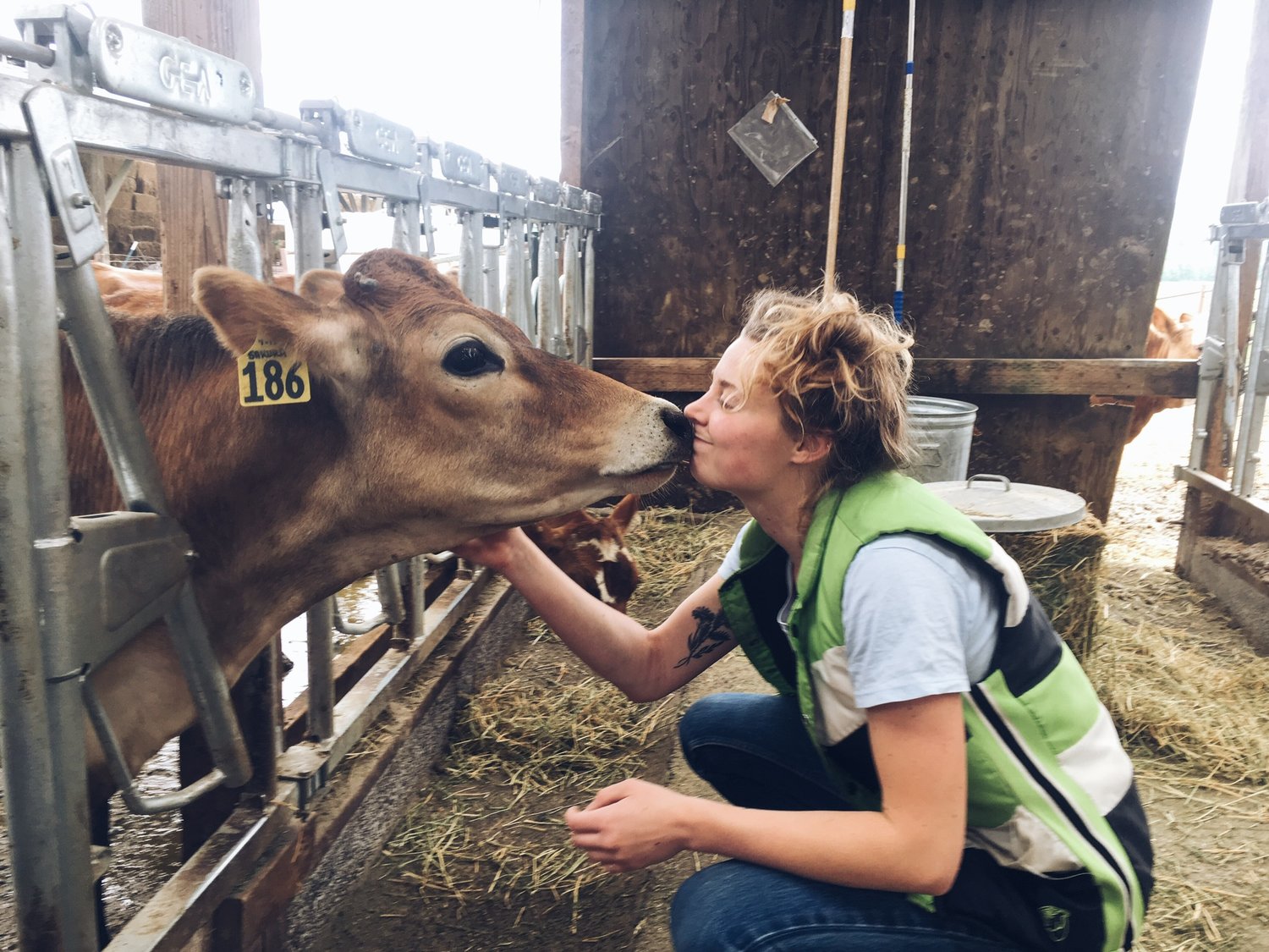 cvd-cow-kiss.jpeg