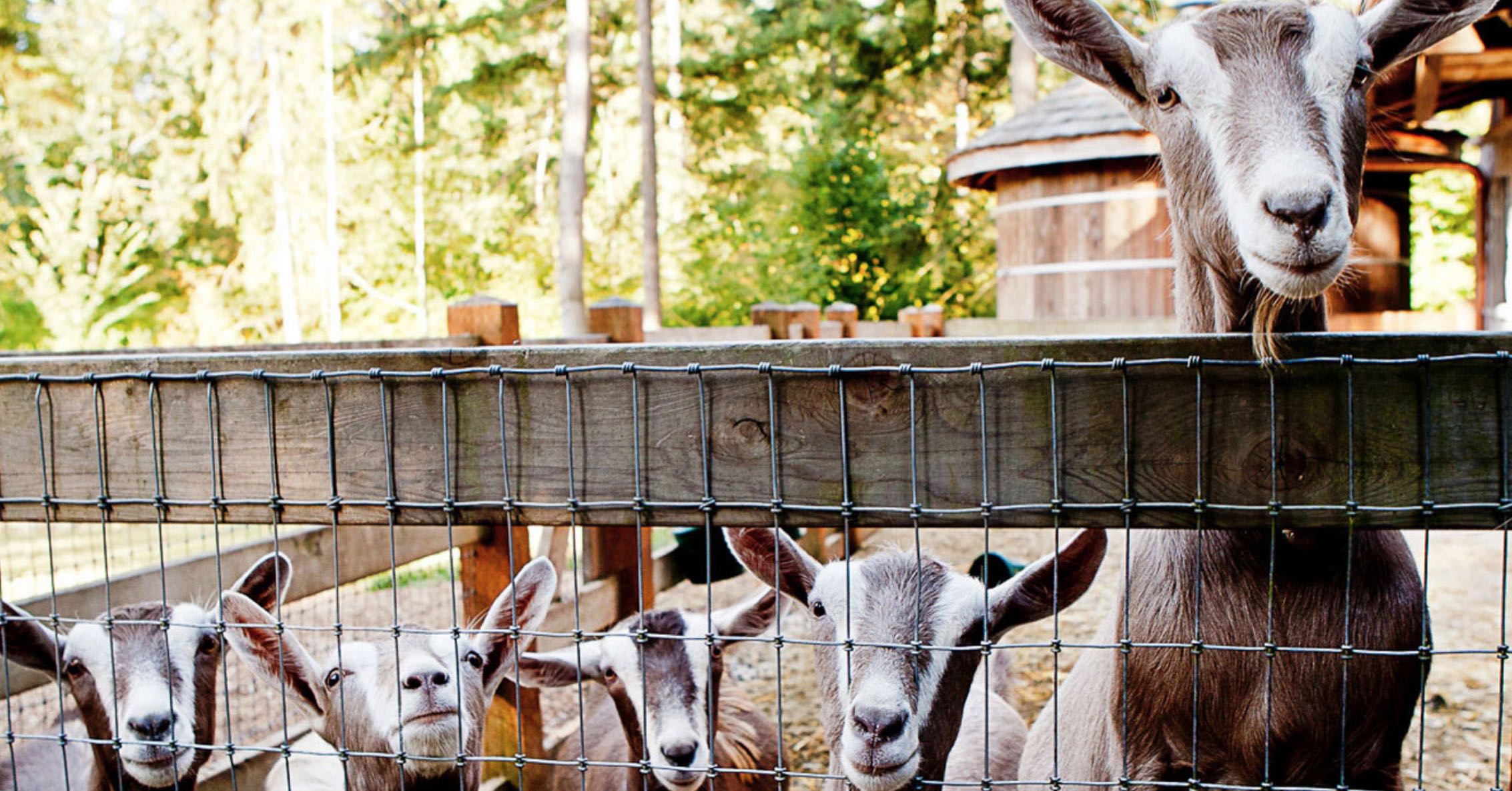 Goats living happily at Bella Luna Farms