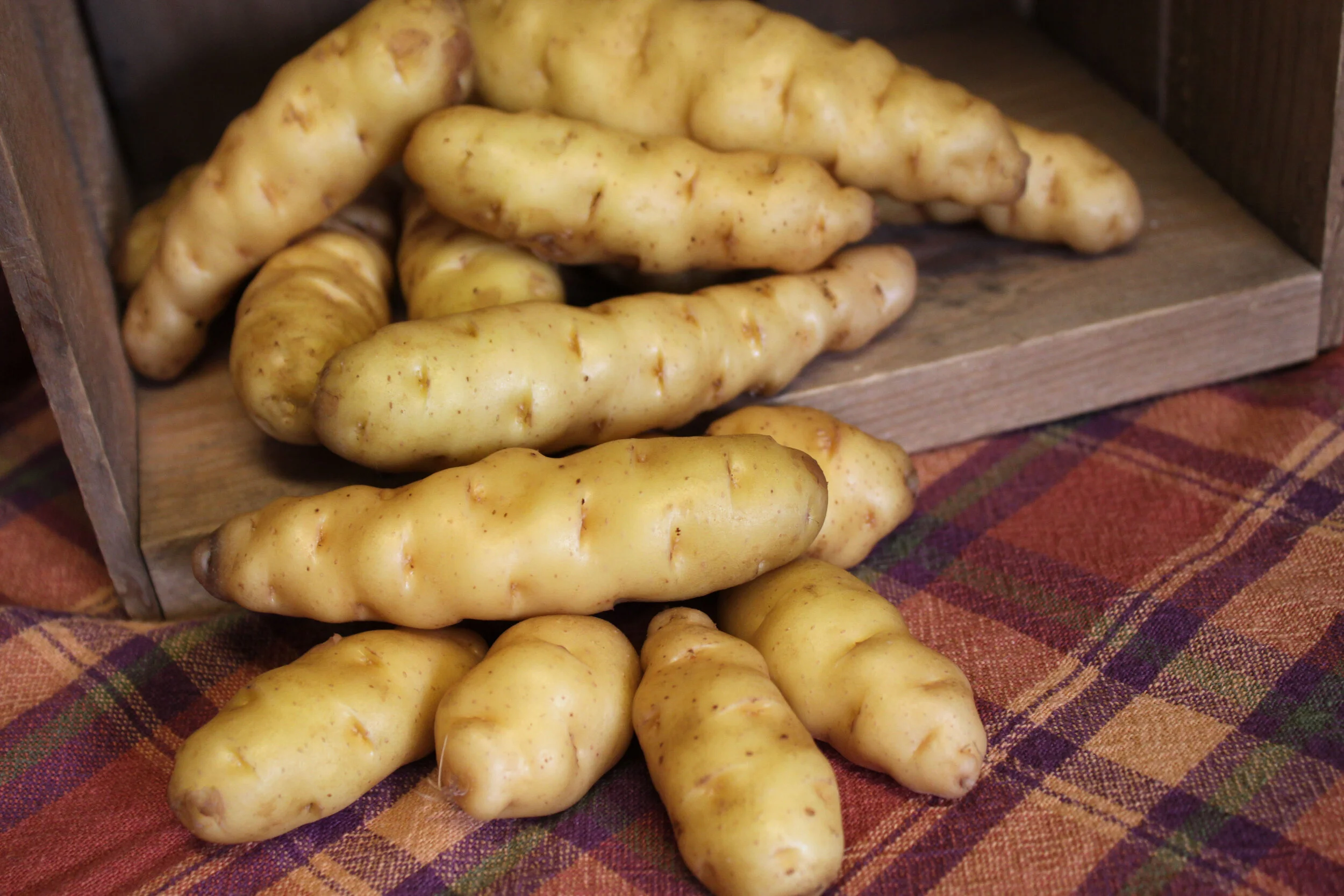 Deep Frost Causes Limited Makah Ozette Potato Seed for 2020