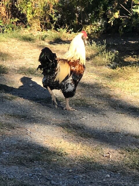 rooster-qfarm.jpg