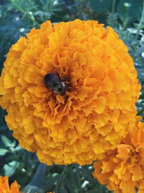 flower-bee-qfarm.jpg