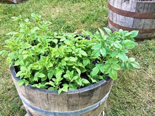 Limited Space? Grow Makah Ozettes in a Container