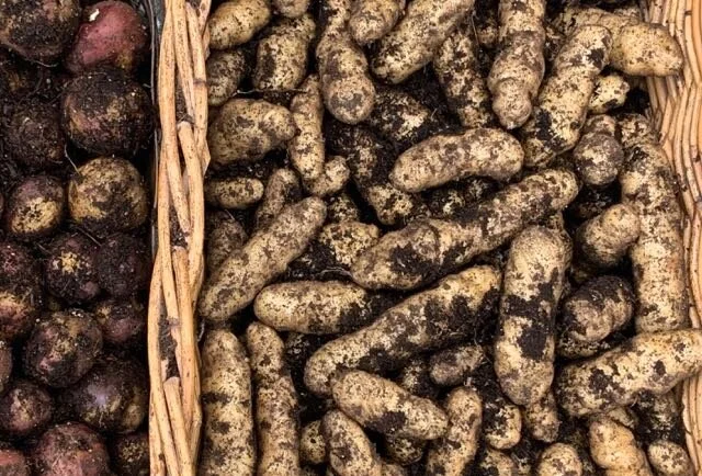 2021 Makah Ozette Potato Seed Crop Lost to Grasshoppers