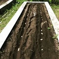 Limited Supply of Makah Ozette Potatoes Available for Spring 2021