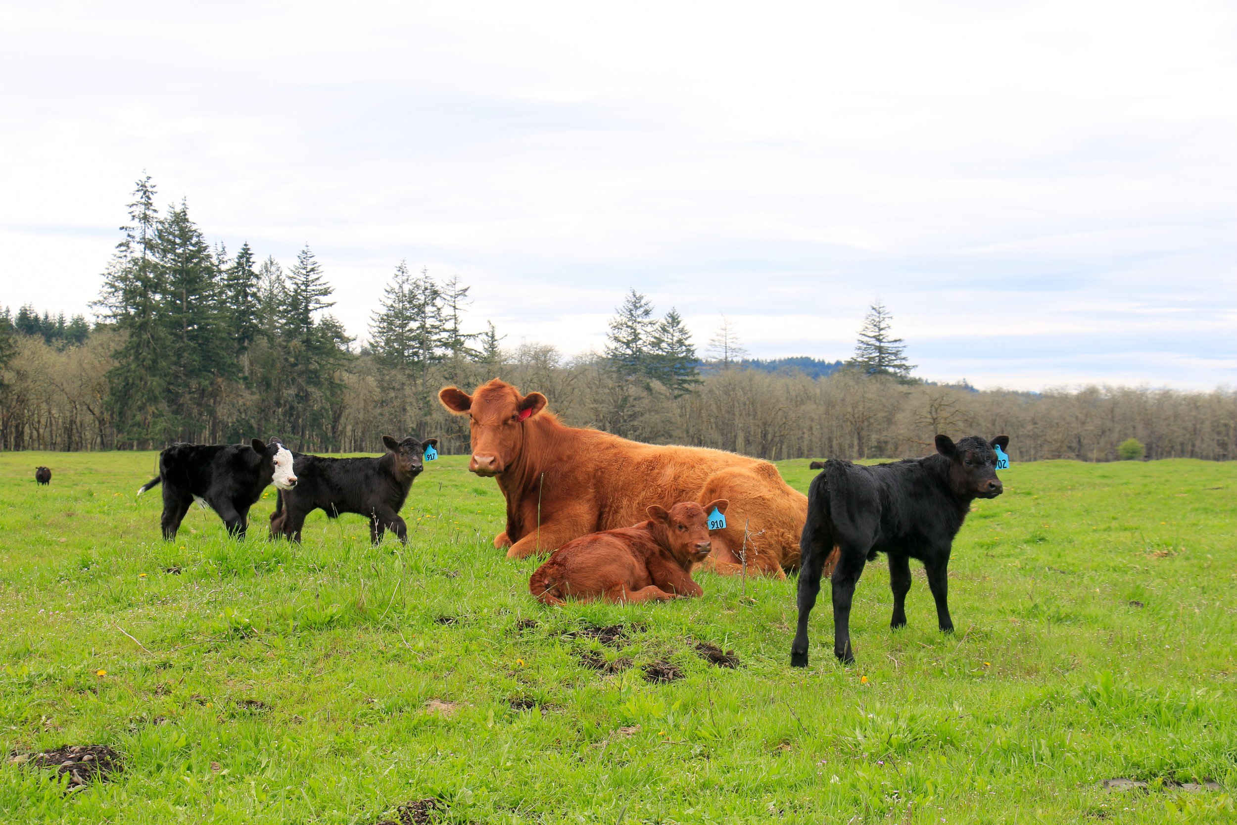 Colvin Ranch Cows.jpg