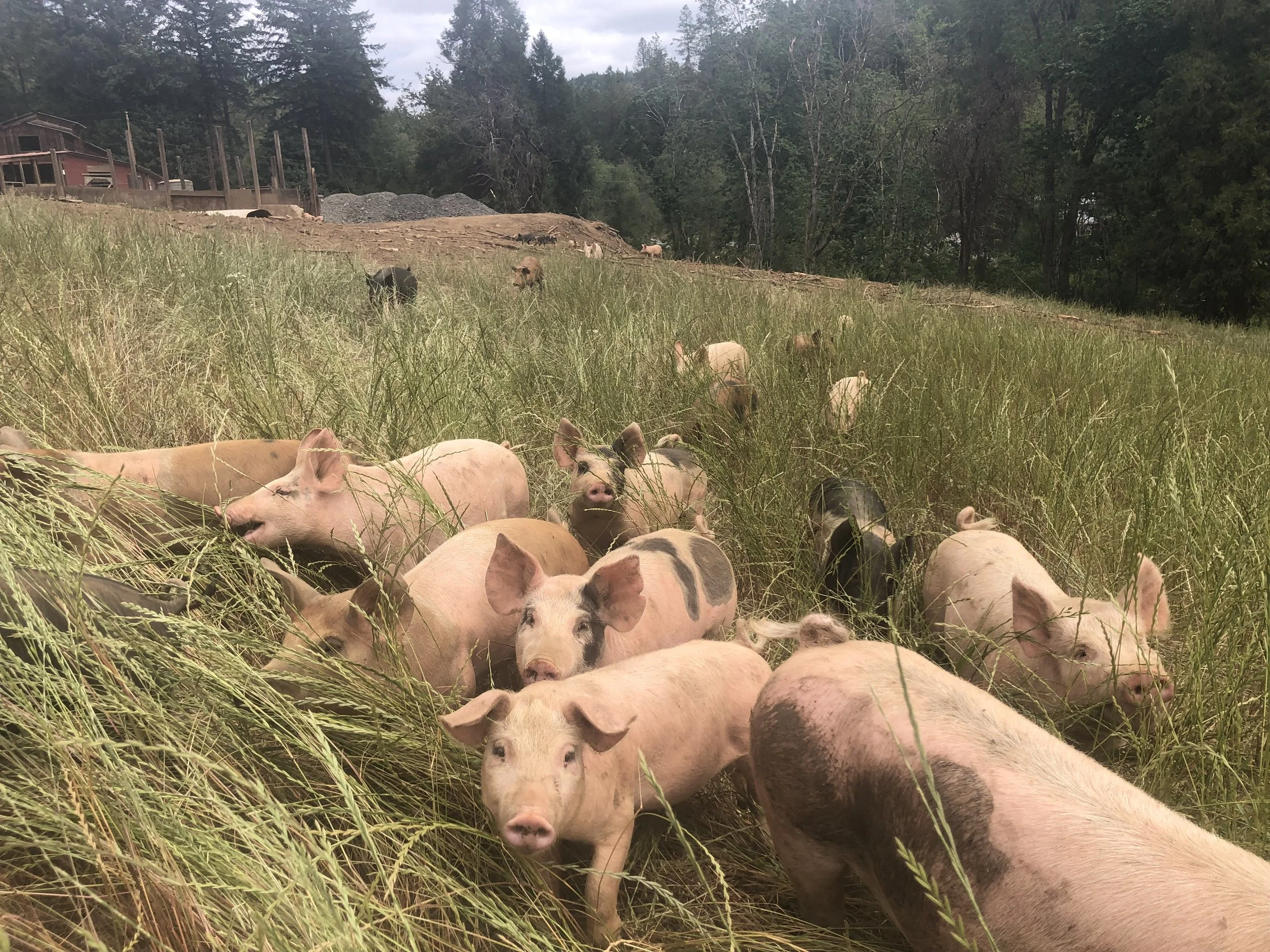 Pachamama Farm Pigs Field.jpg