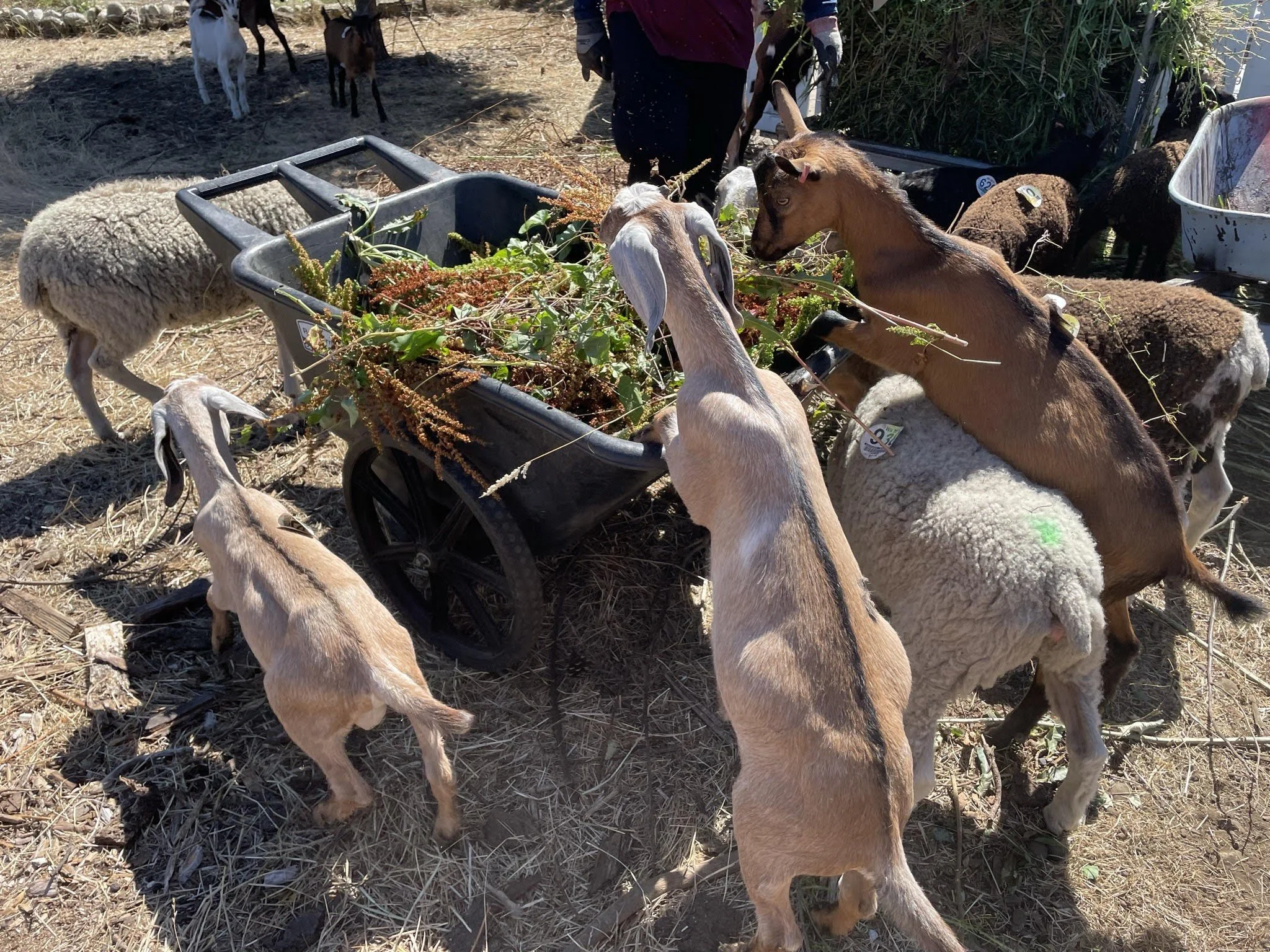 DGSC goats.jpg
