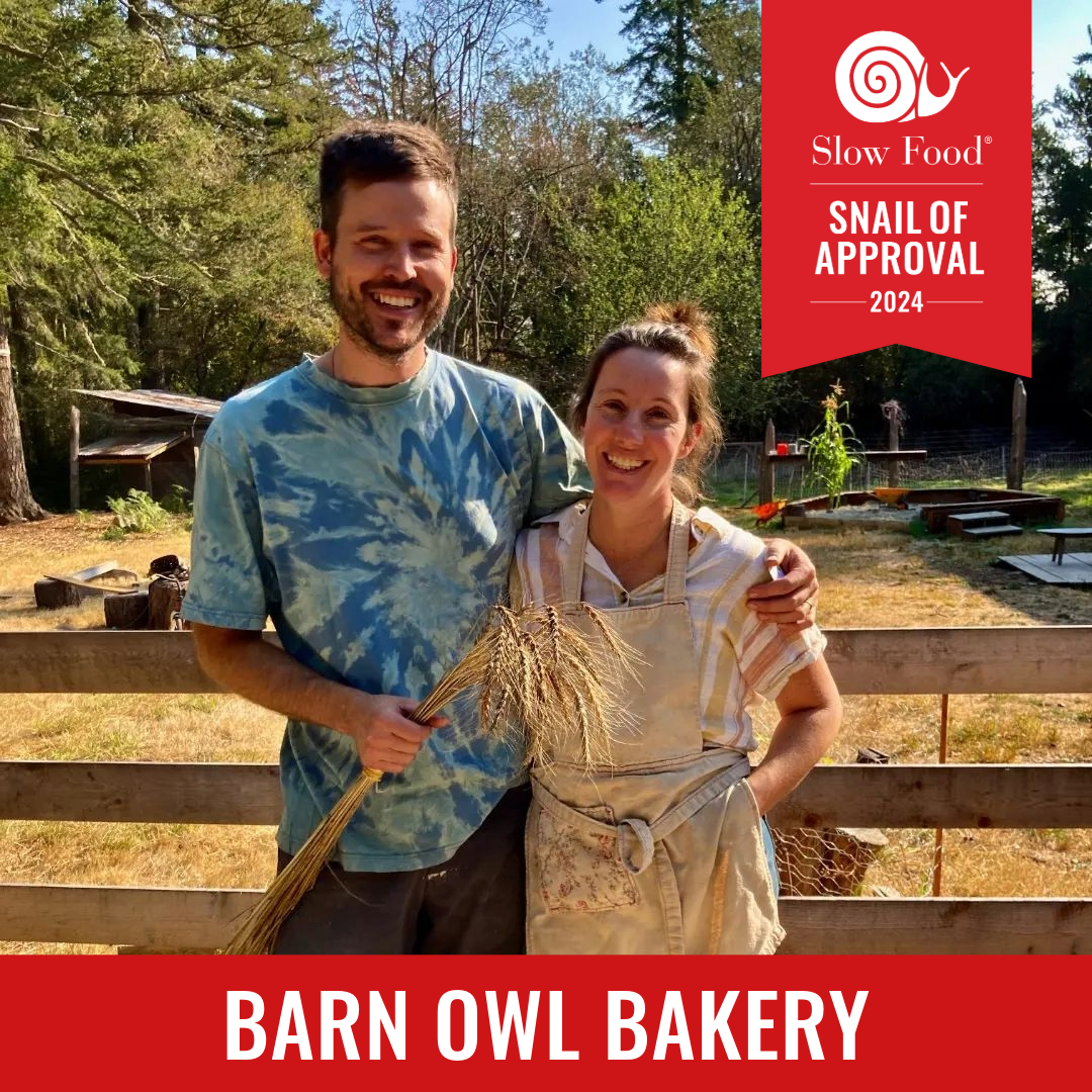 SoA Barn Owl.png