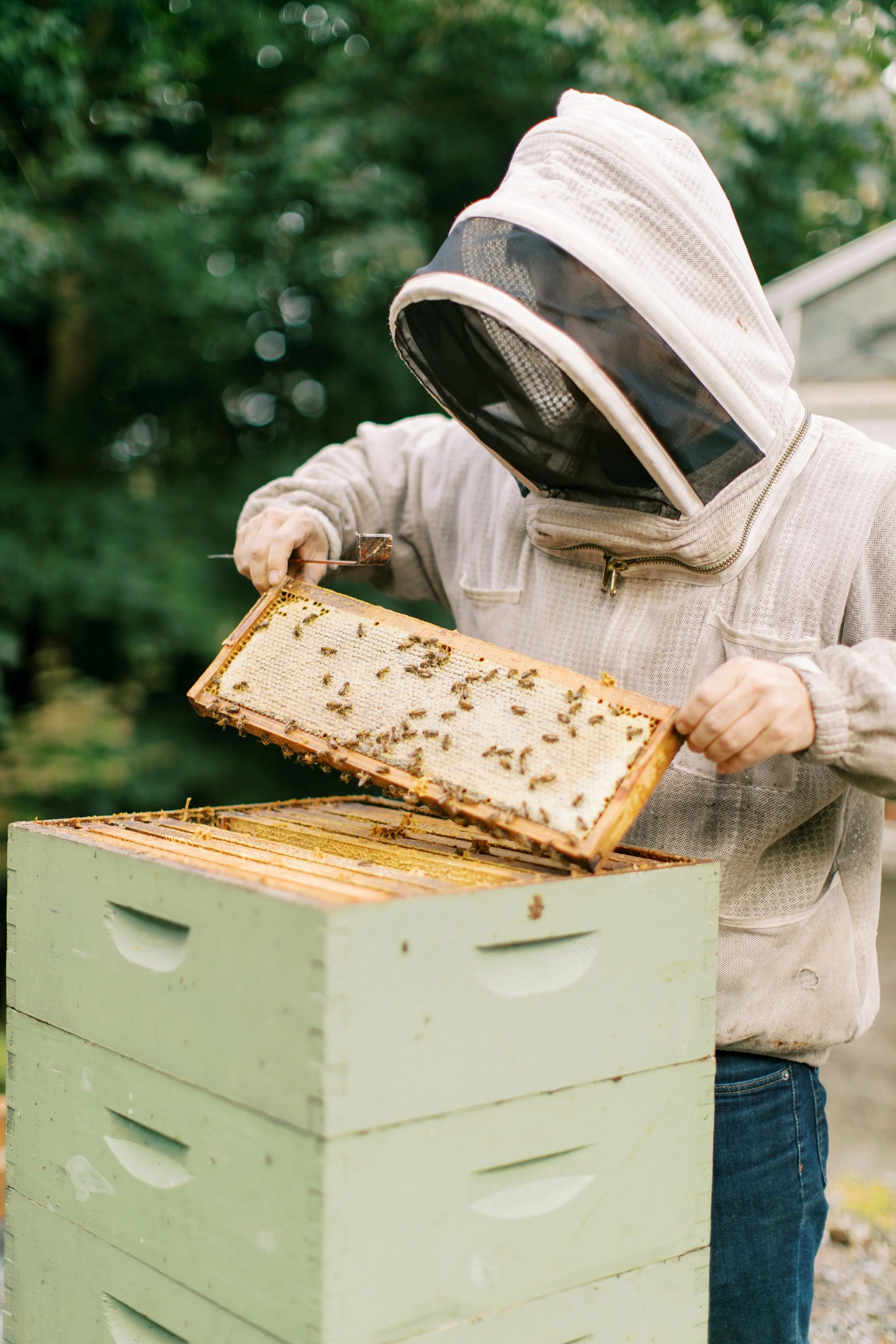 Rainy Bees Peter.jpg