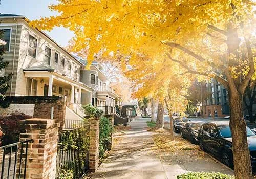 yellow-trees.jpg