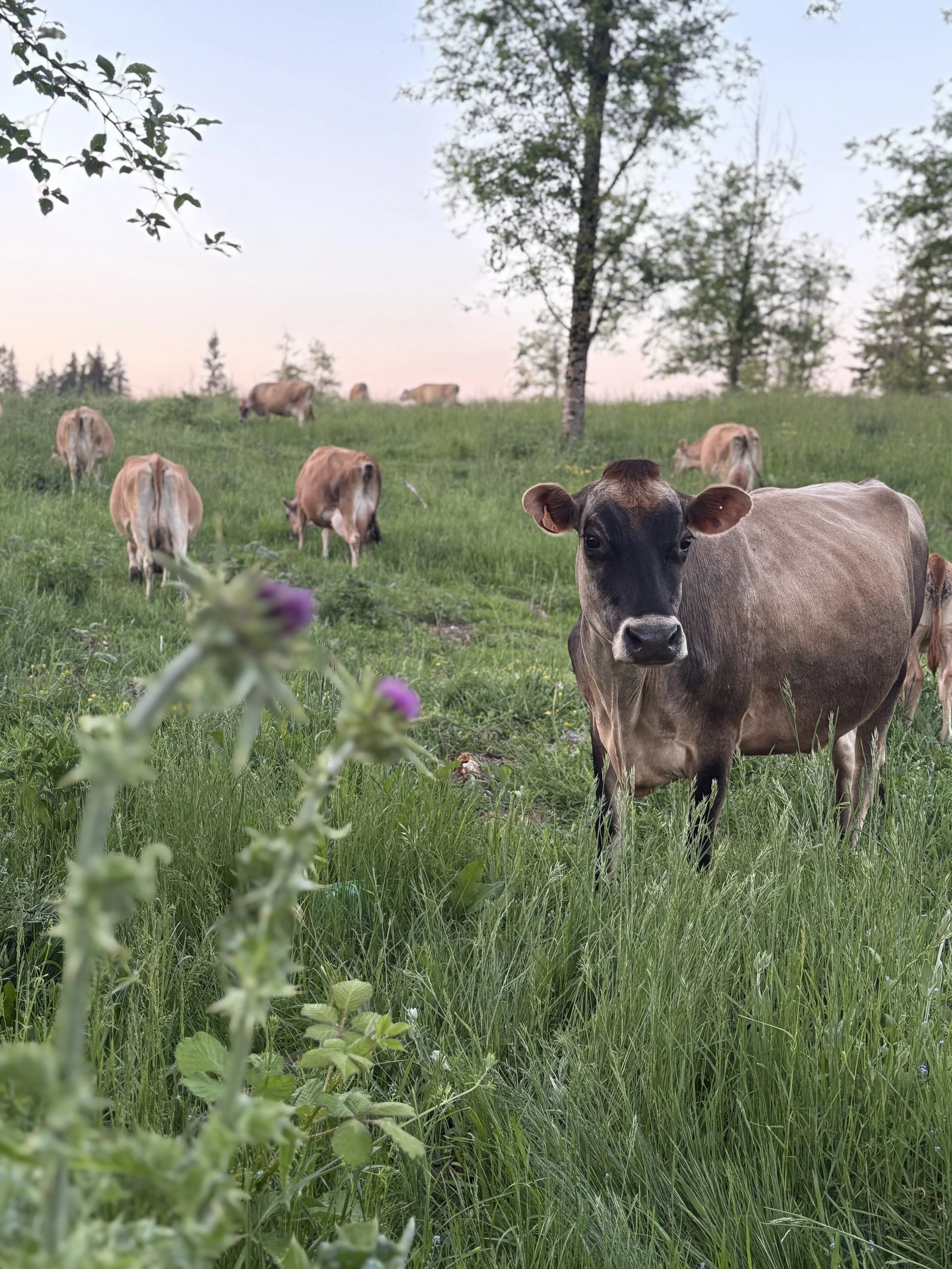 Fantello Cows.jpeg