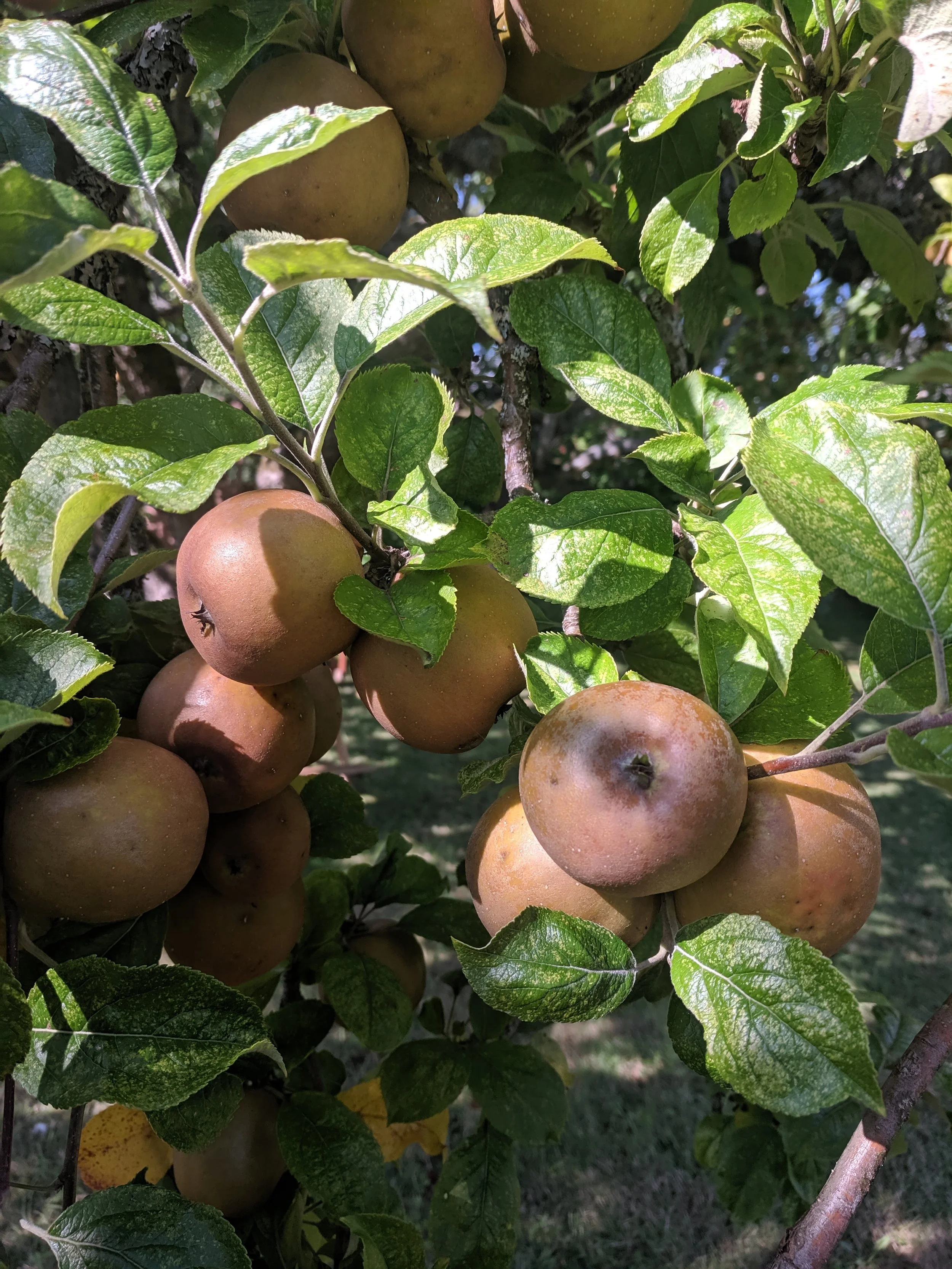 Greenwood apples.jpg
