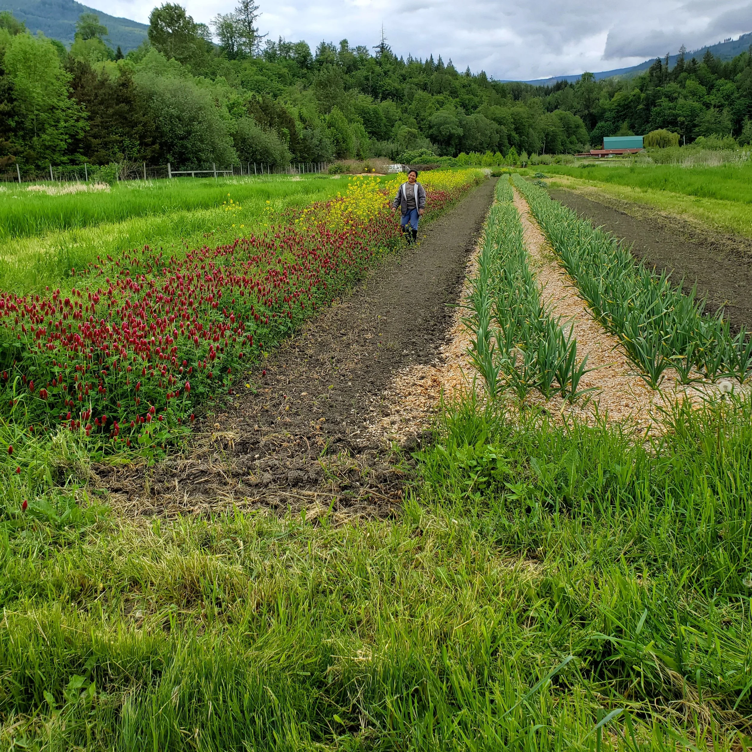 Jones Farm summer garlic with cover crops.jpg