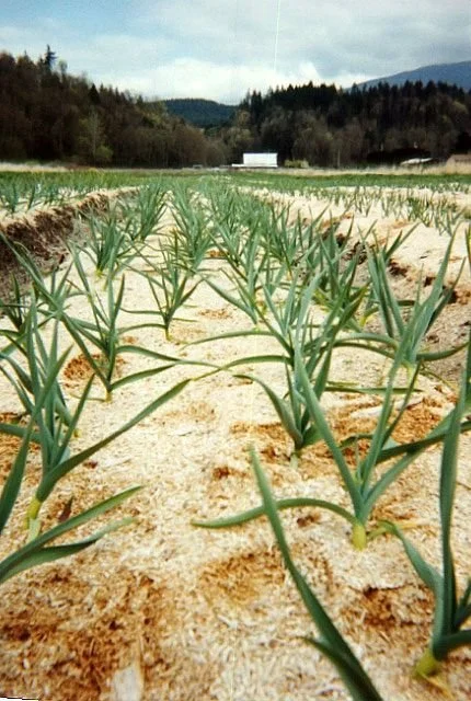 Jones Farm spring garlic beds.jpg