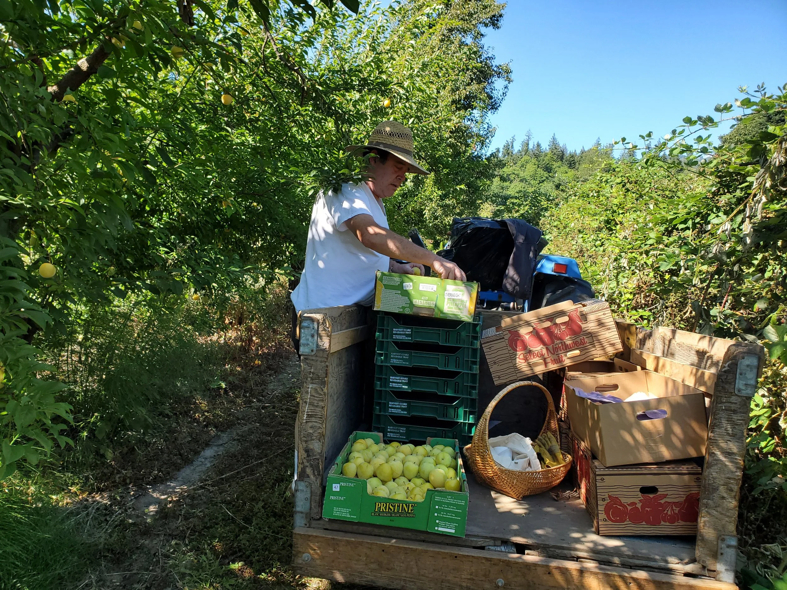 Jones Farm plum picking.jpg