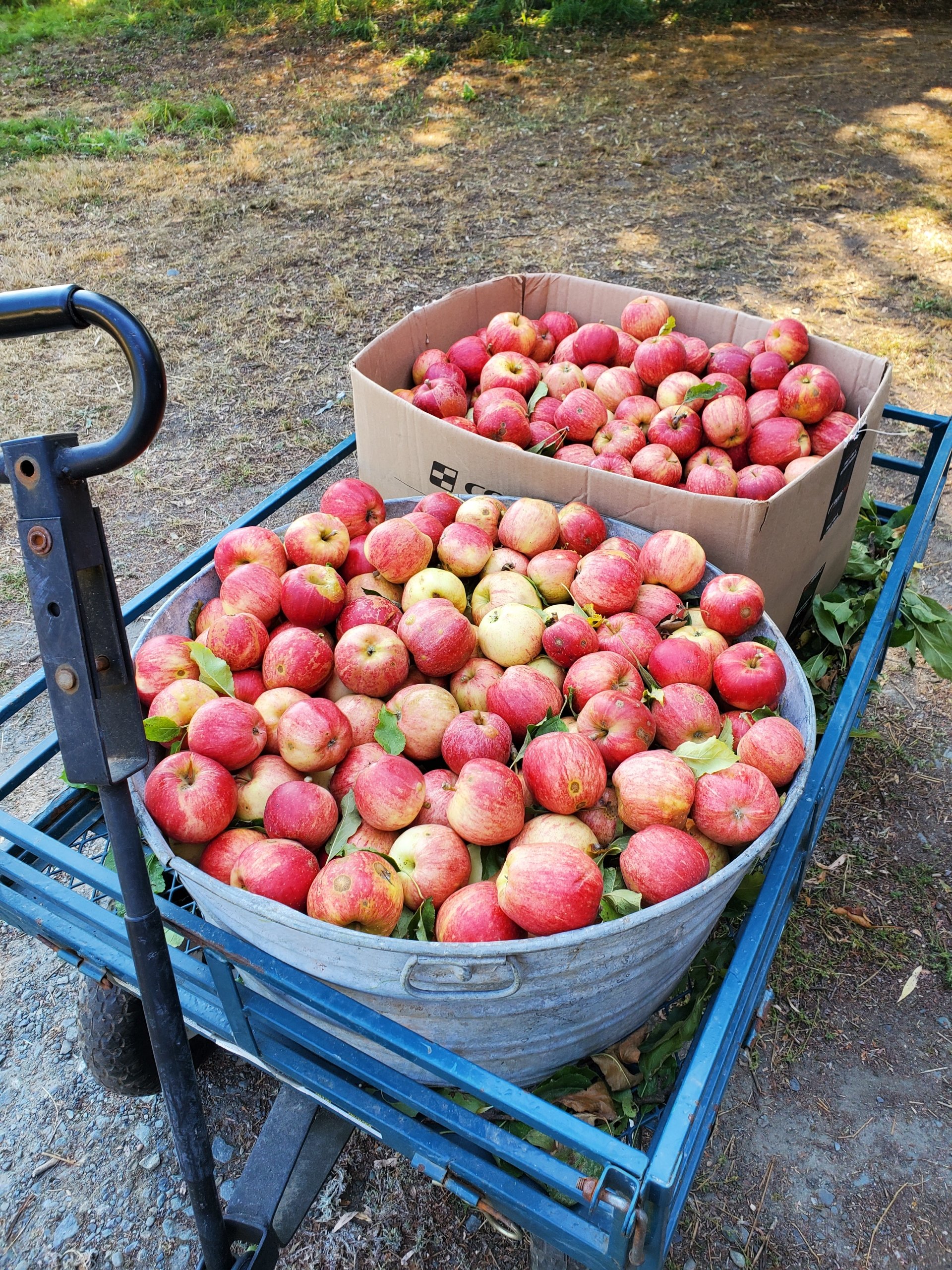 Jones Farm u pickers like to load up.jpeg