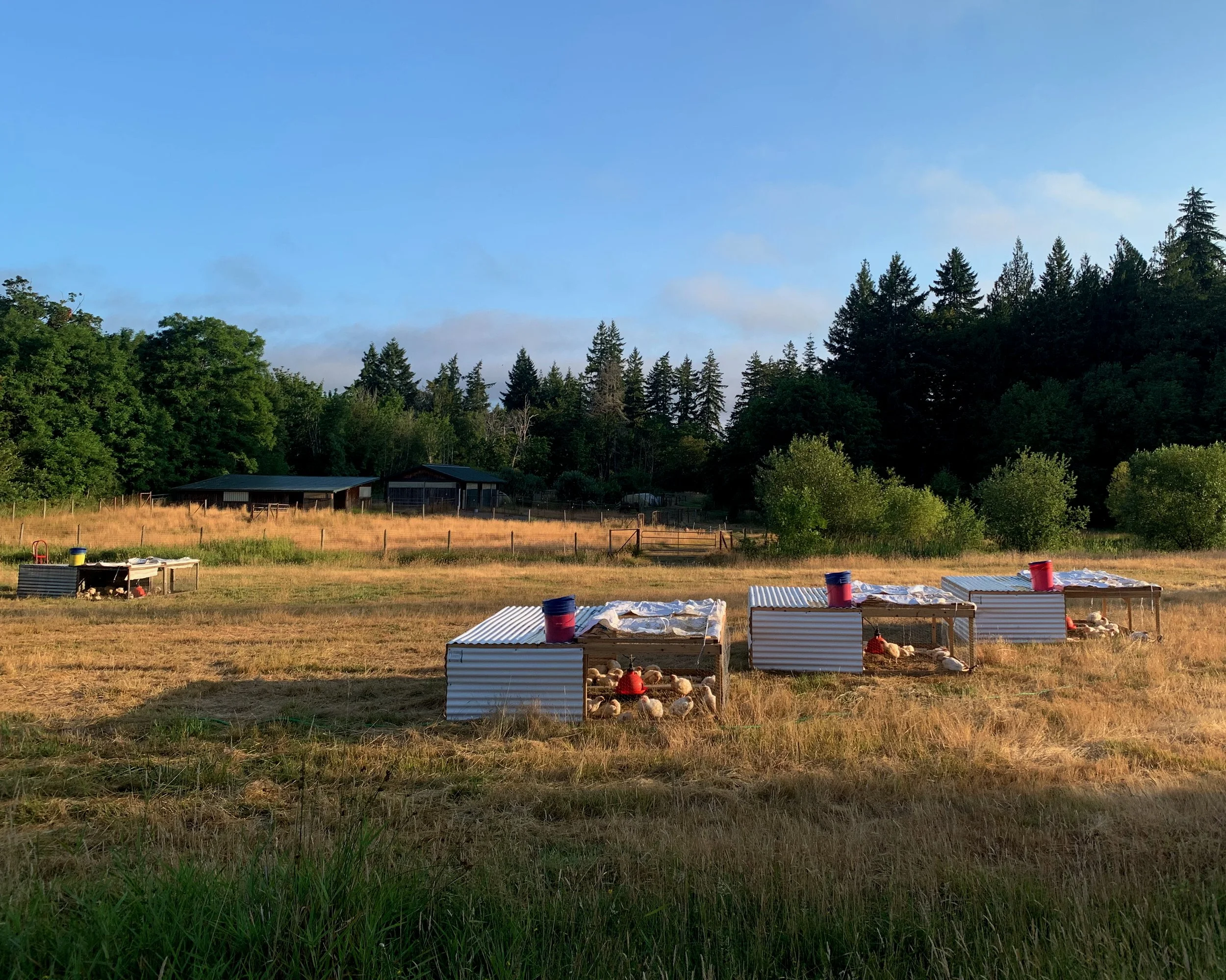 RIVERBIRD FARM - PASTURE PENS - Riverbird Farm.jpeg