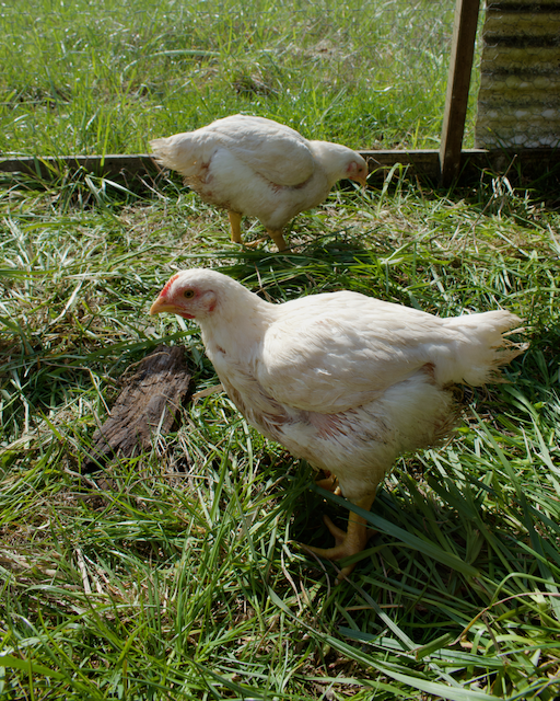 RIVERBIRD FARM - CHICKENS ON PASTURE - Riverbird Farm.png