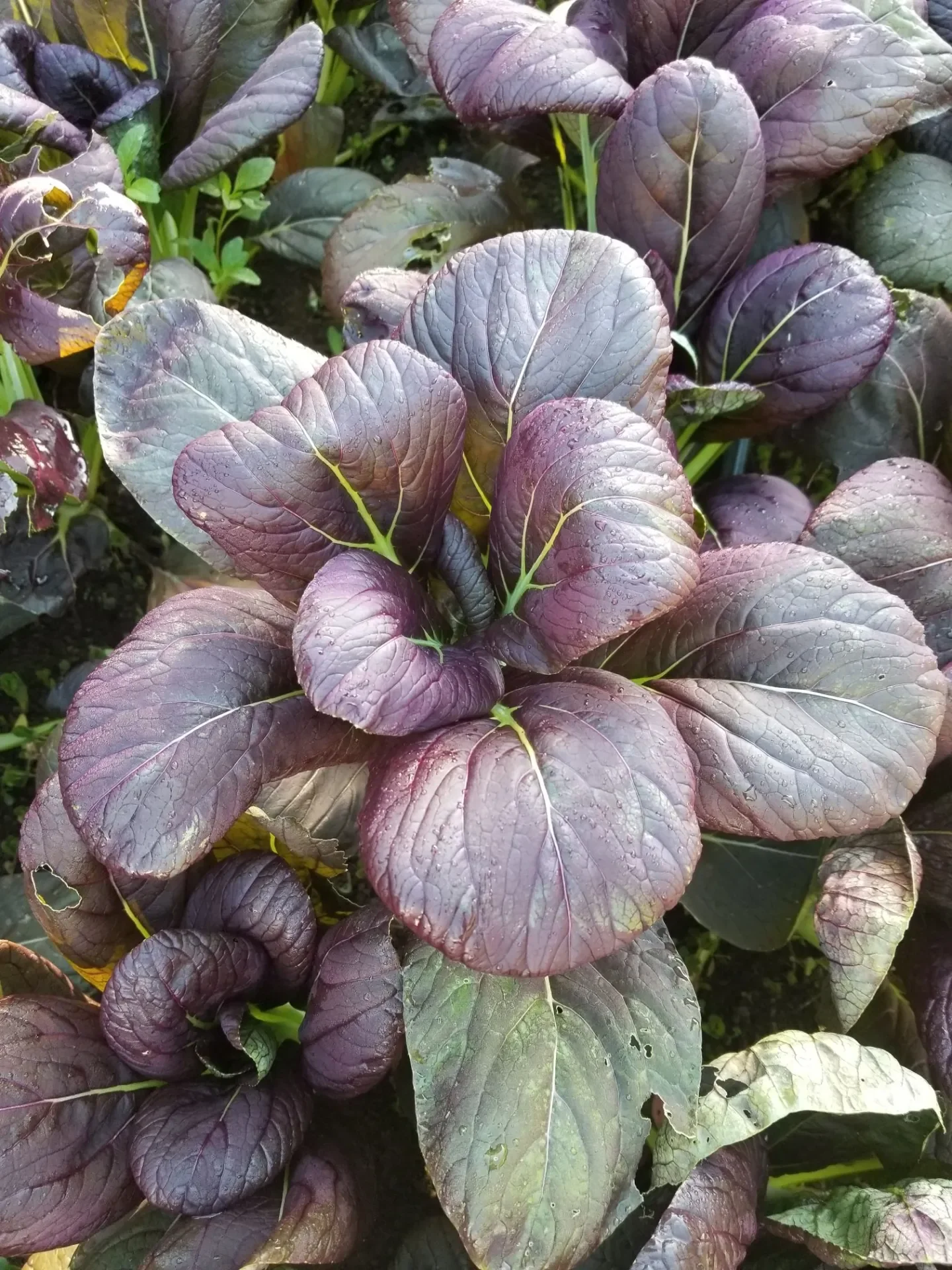 Urban Futures Plant.webp