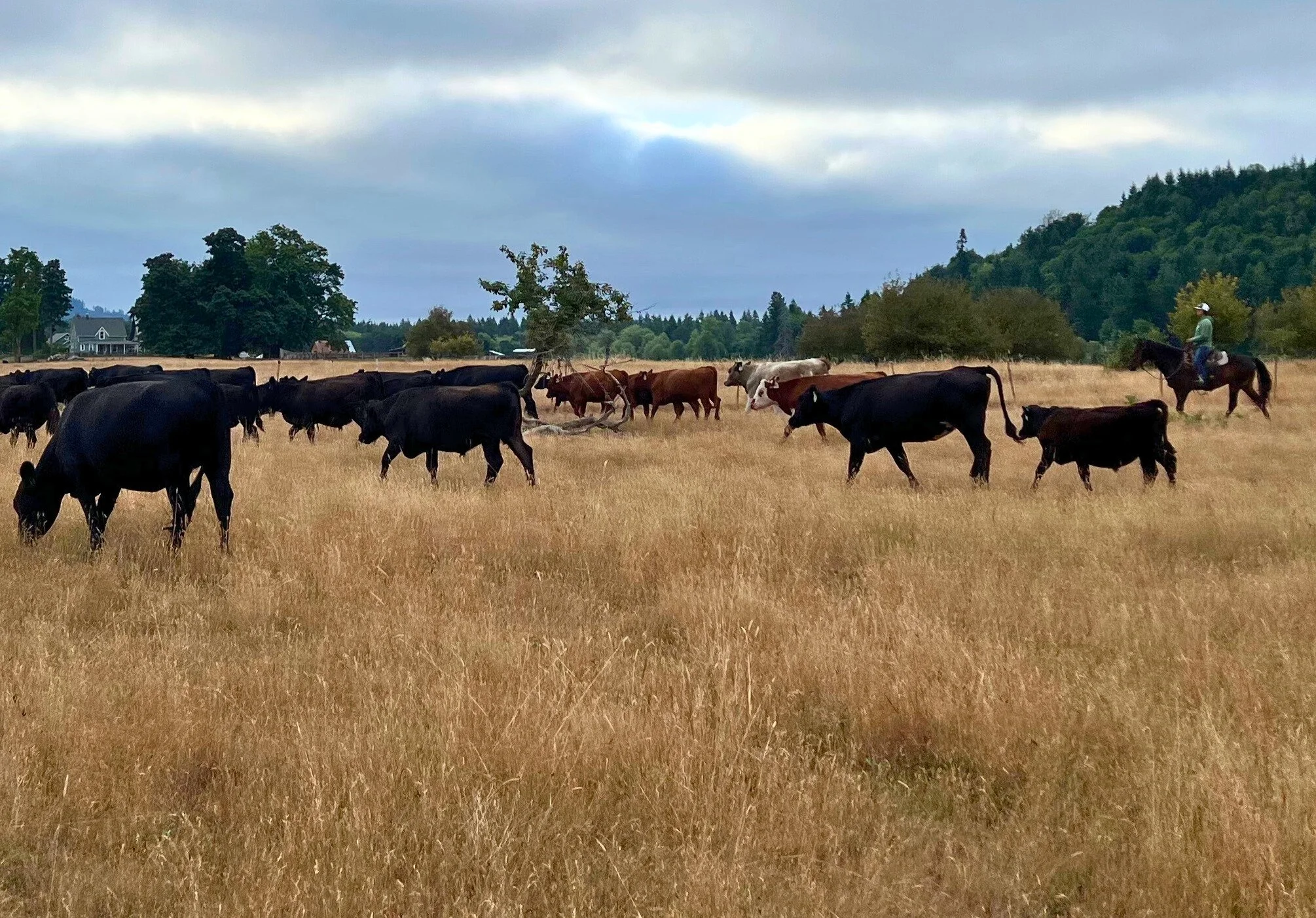 Colvin Ranch cows.jpg