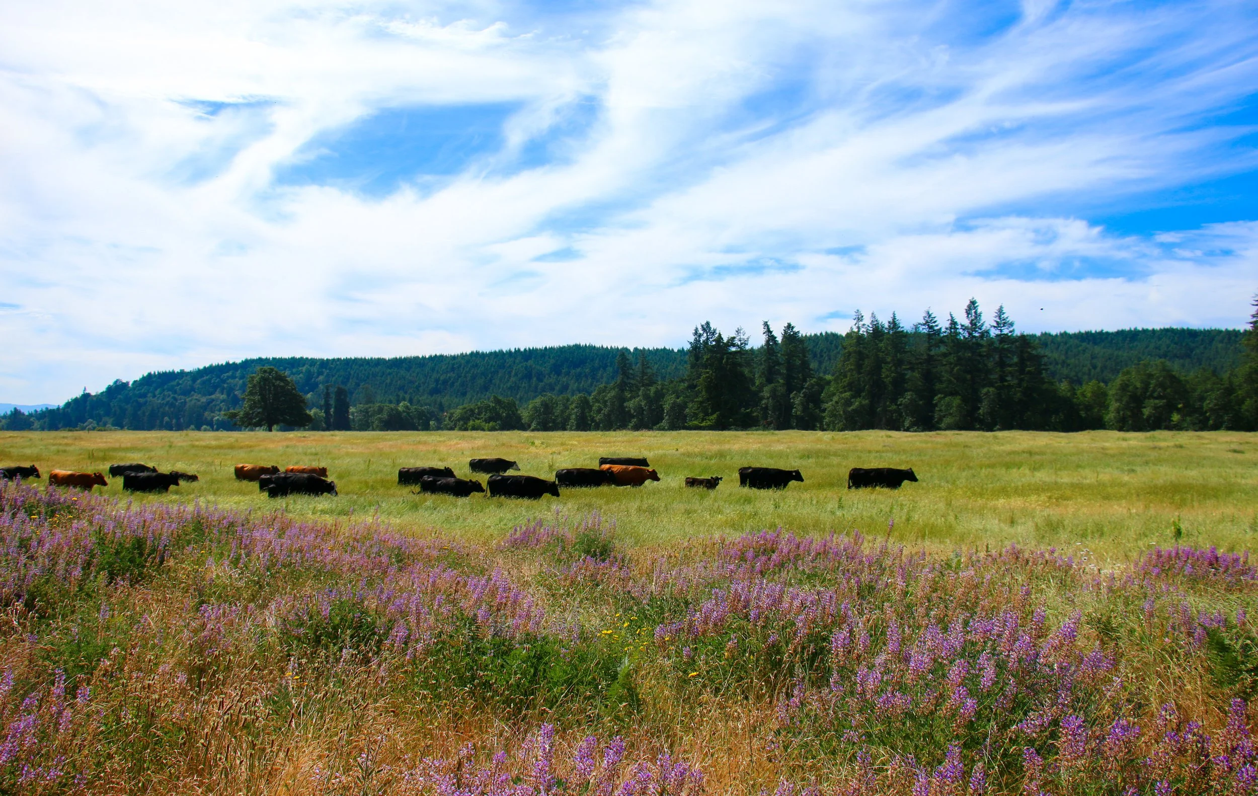 Colvin Ranch Field.jpg