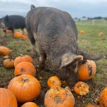 Sasquatch Farm Pig Squash.jpeg