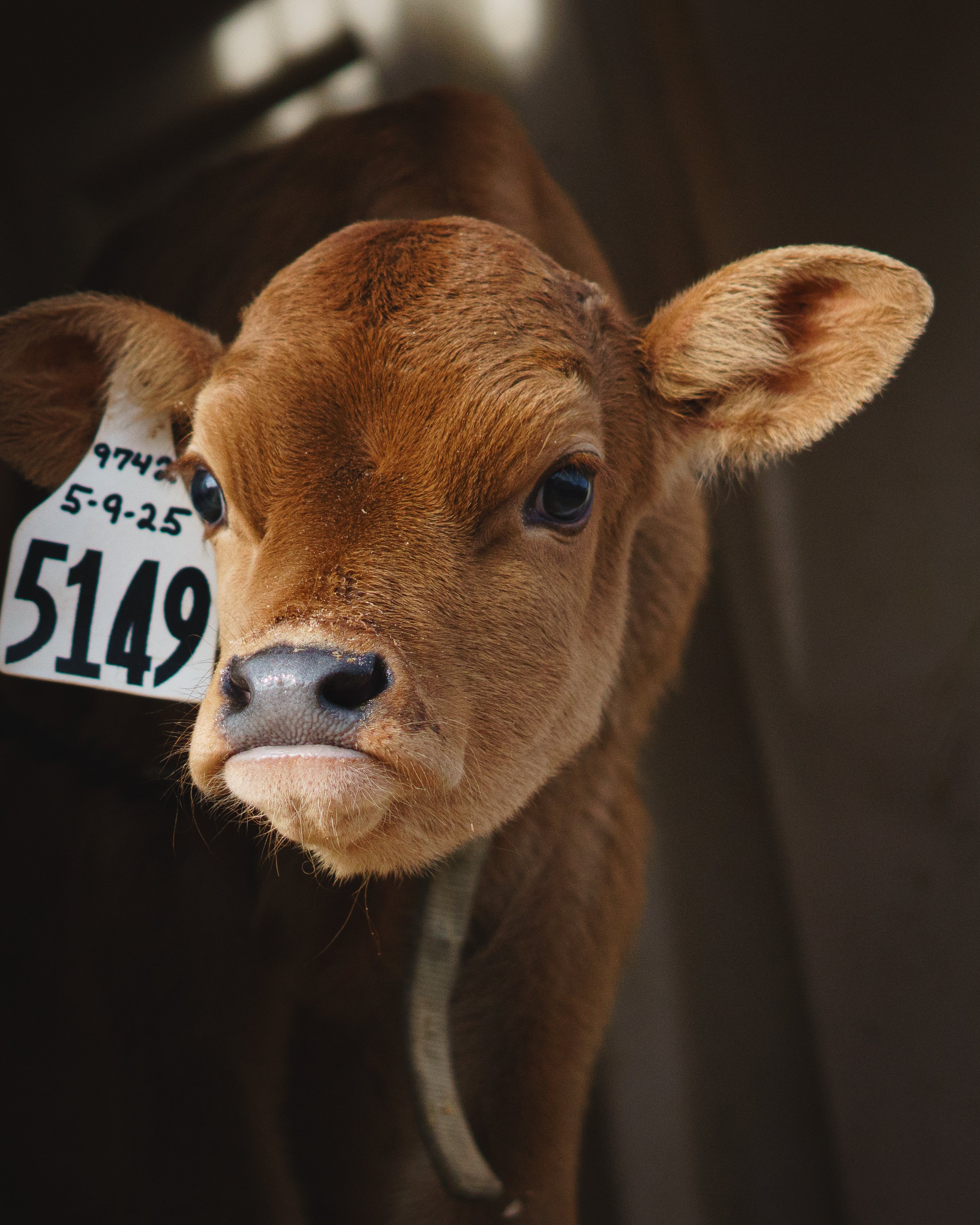 Ferndale Calf Selfie.jpg