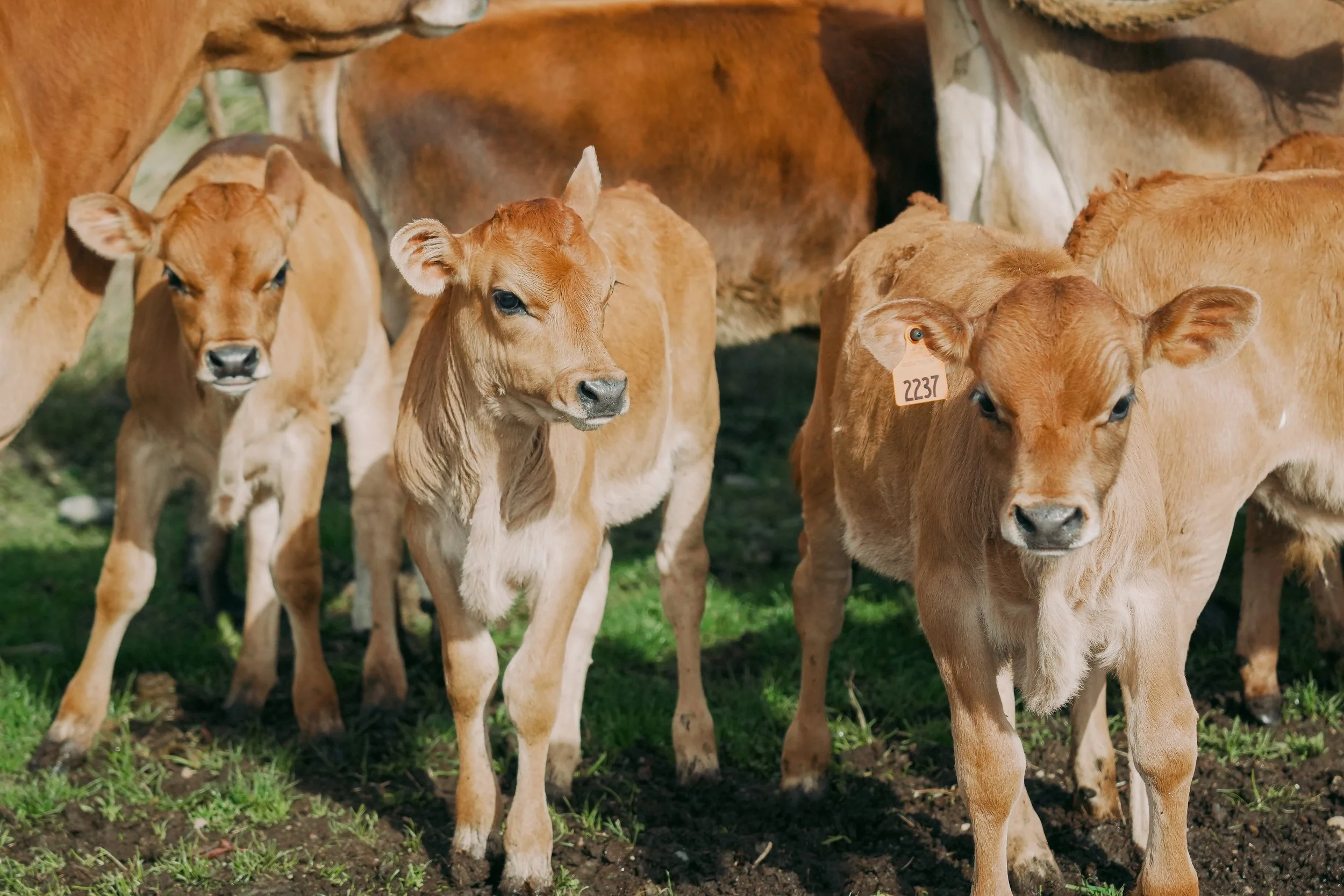 Fantello calves.jpeg