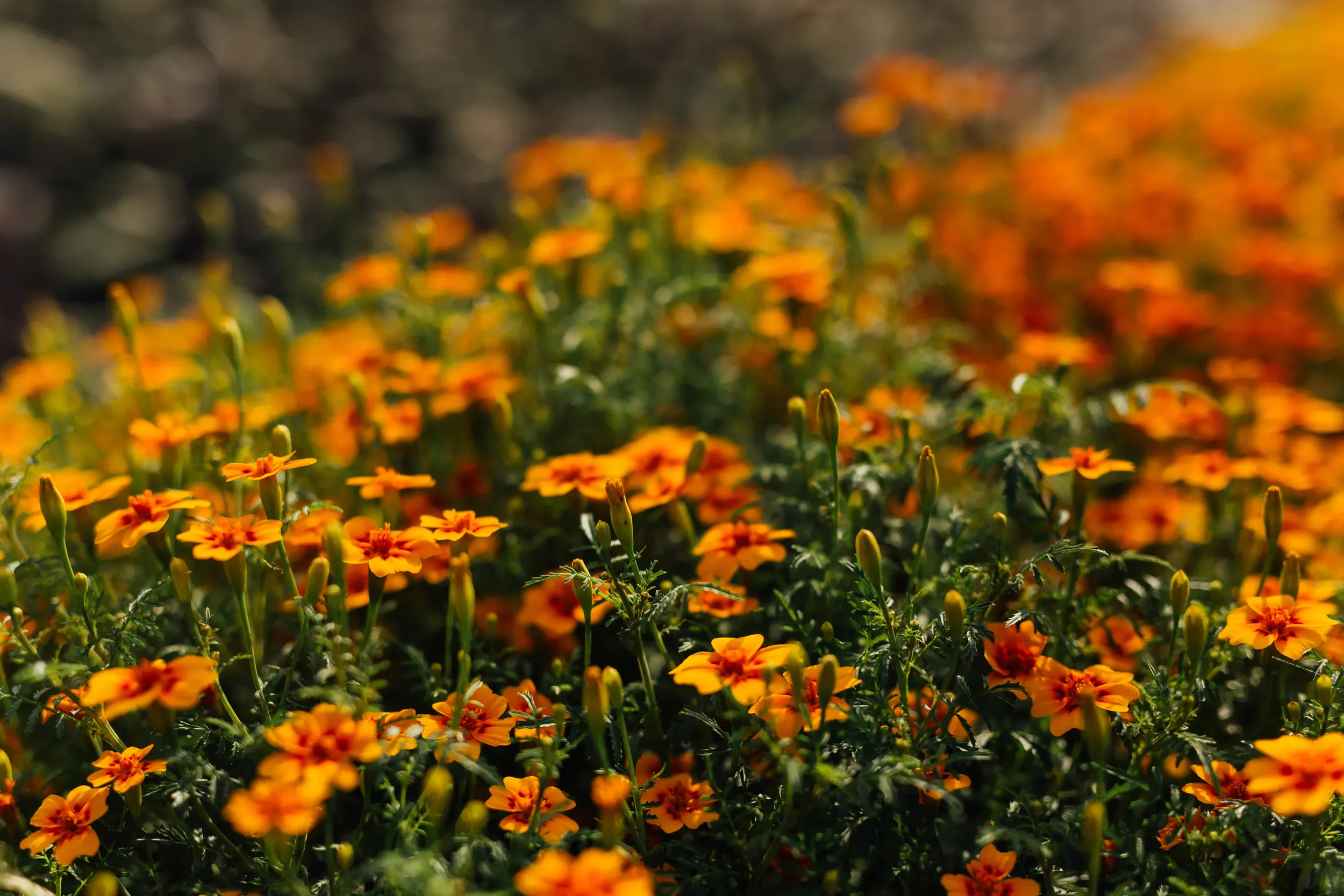 Simple Goodness Flowers.webp