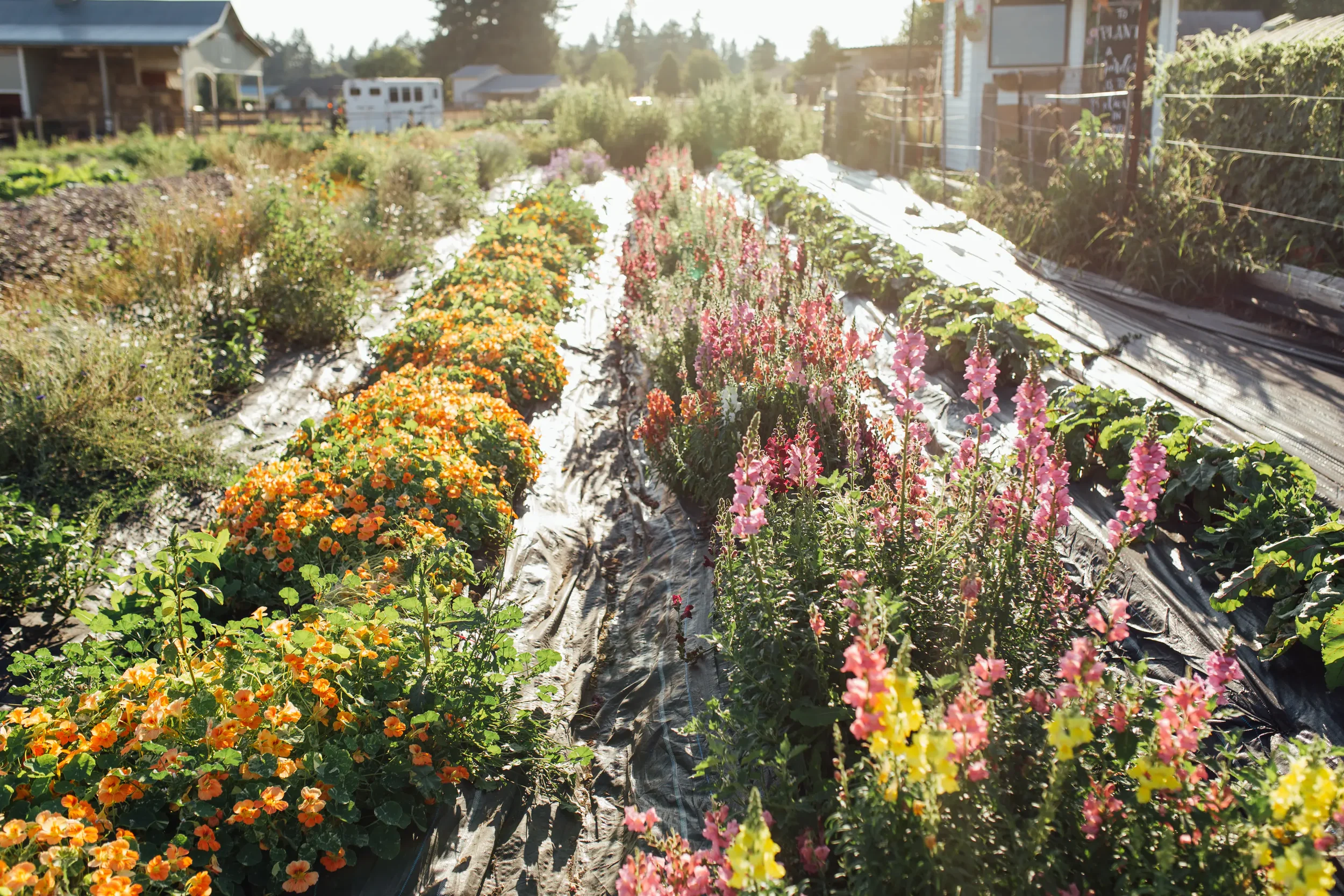 Simple Goodness Farm.webp