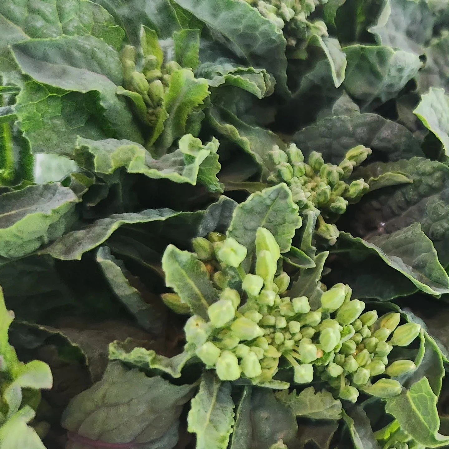 Farm Flourish Greens.jpg