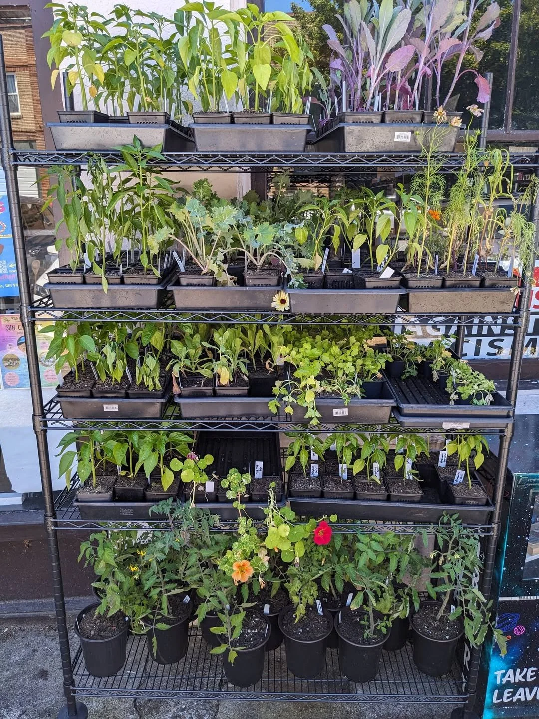 Farm Flourish Starts.jpg