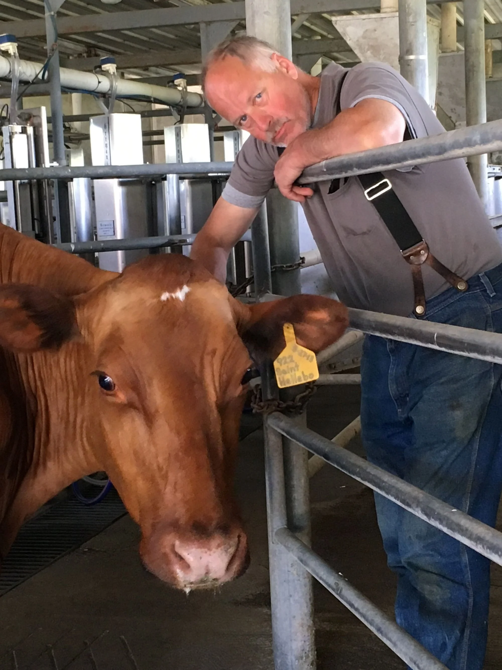 flying cow keith cow.JPG