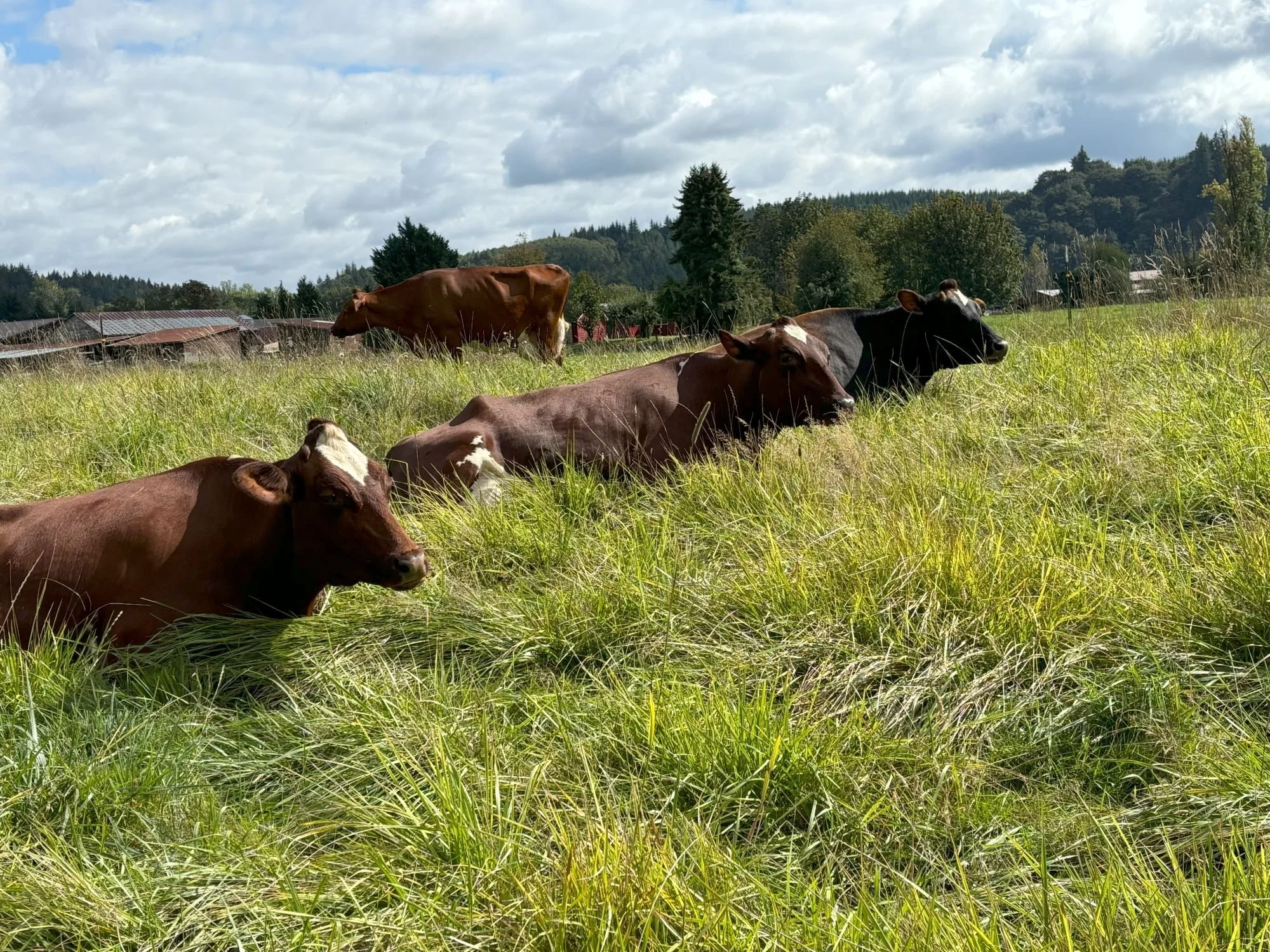 Flying Cow Cows.jpg