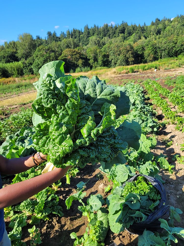 Wakulima Farming Community, Kent