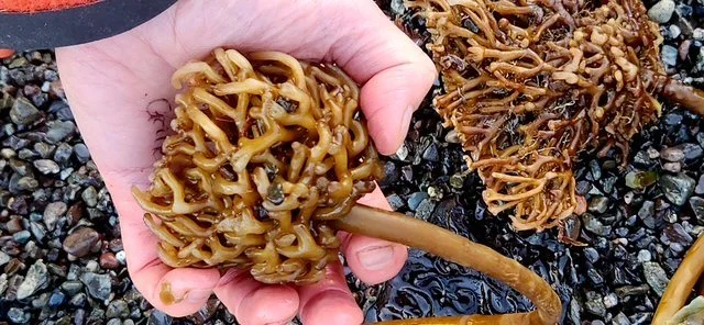 Photo of holdfast: courtesy Jennifer Hahn